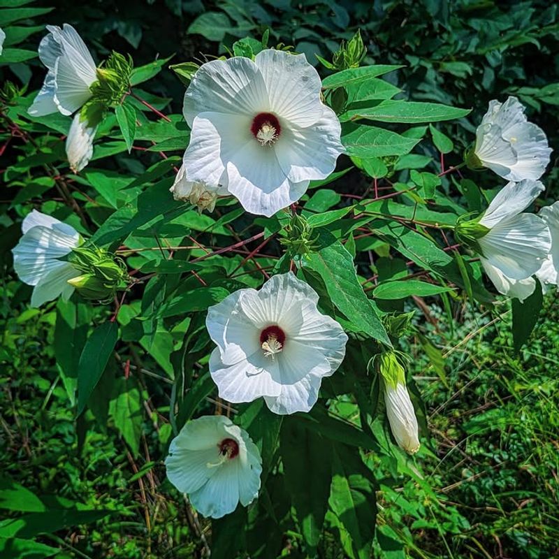Swamp Rose Mallow Swamp Rose Mallow
