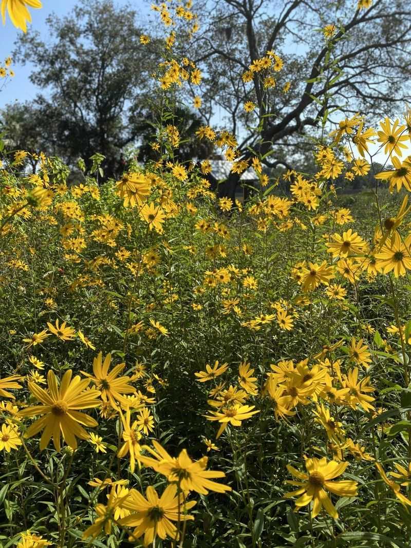 Swamp Sunflower Delivers The Gold You Wanted All Along