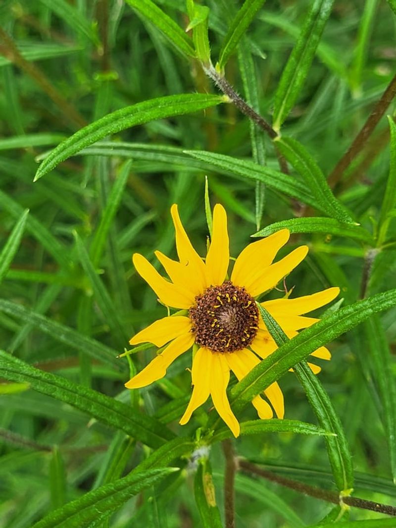 Swamp Sunflower Fills Rainy Corners