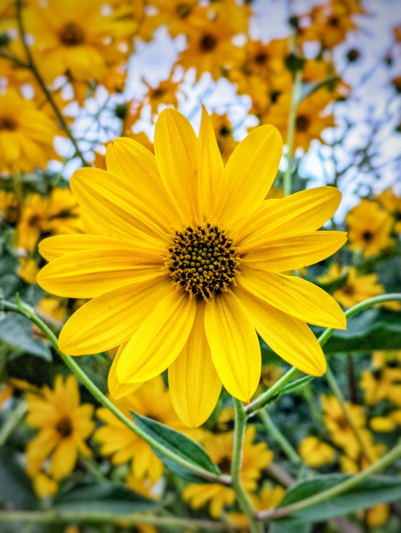 Swamp Sunflower (Helianthus Angustifolius) Swamp Sunflower (Helianthus Angustifolius)