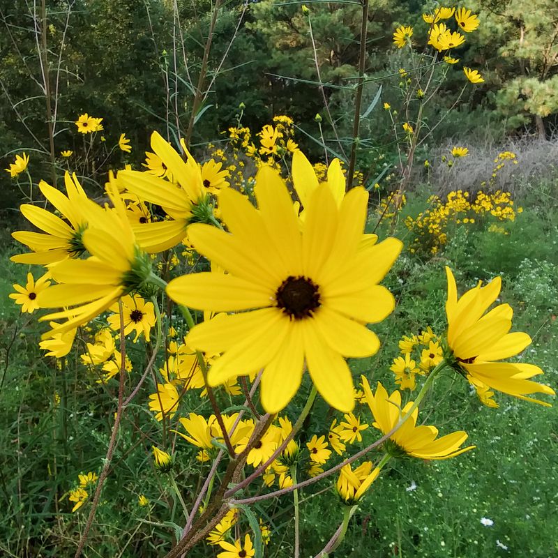 Swamp Sunflower Lights Up October Like A Bonfire