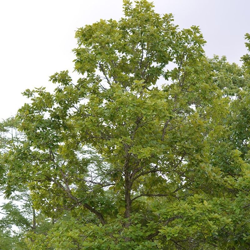 Swamp White Oak Adapts To Poor Drainage