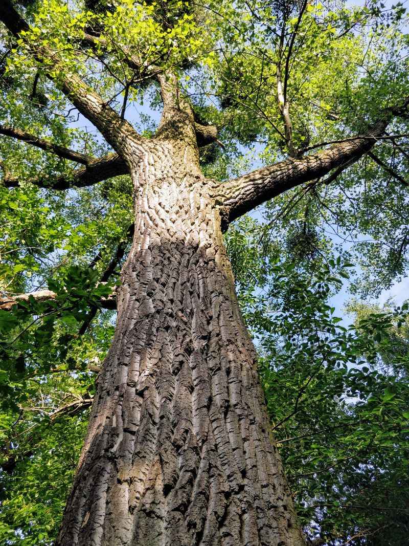 Swamp White Oak Swamp White Oak