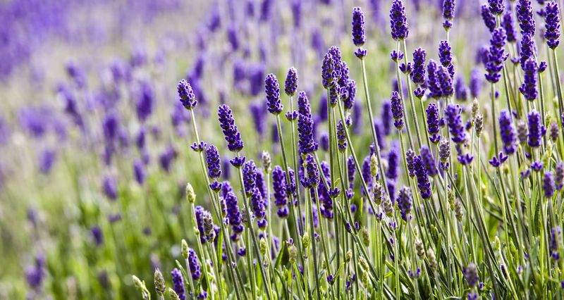 Swap Favorite Snacks For Less Tempting Plants Swap Favorite Snacks For Less Tempting Plants