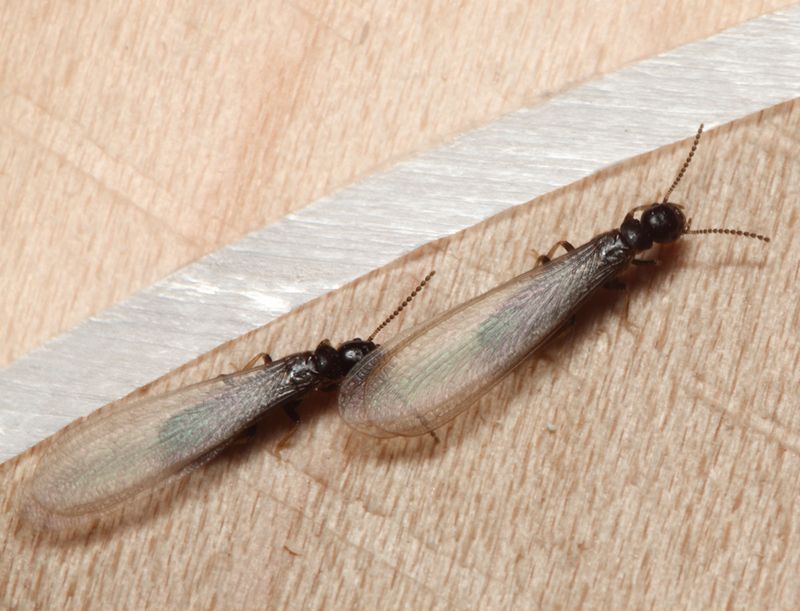 Swarmers Appearing Indoors In July Swarmers Appearing Indoors In July
