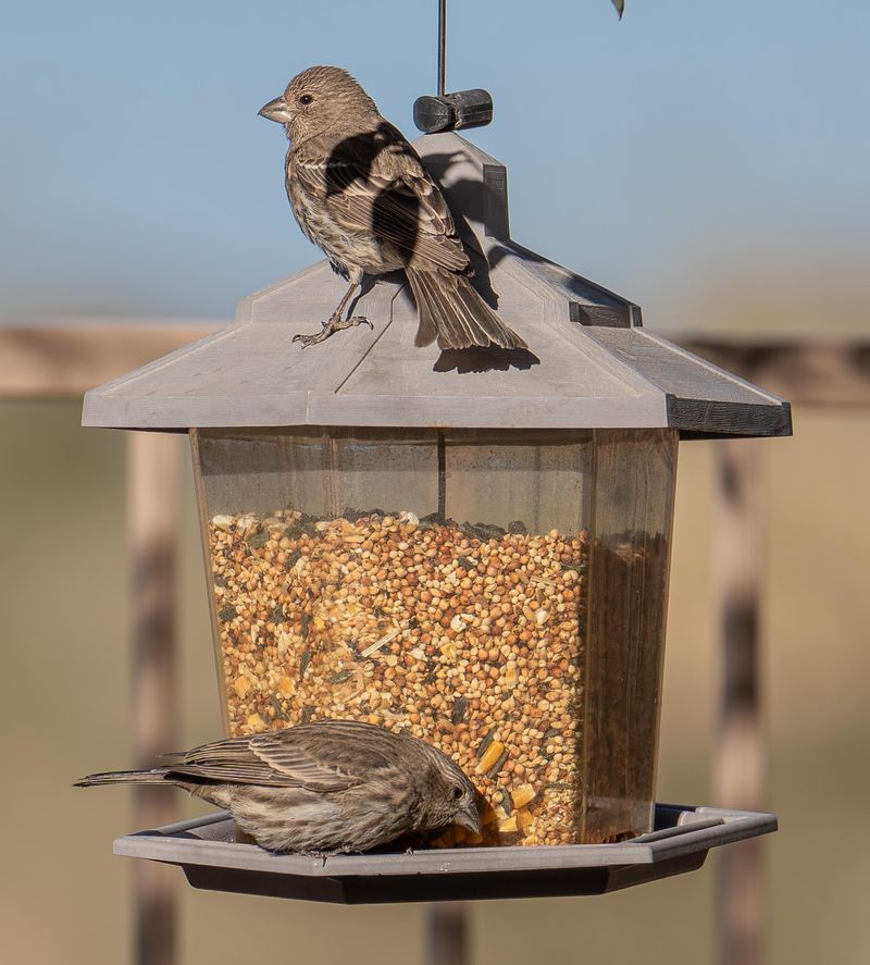 Sweep Up Spilled Bird Seed Sweep Up Spilled Bird Seed