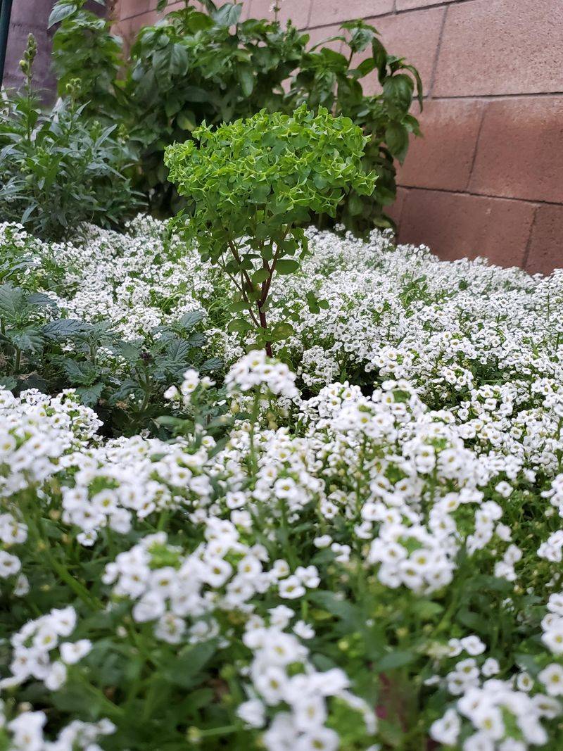 Sweet Alyssum Brings Pollinators Without Bulk