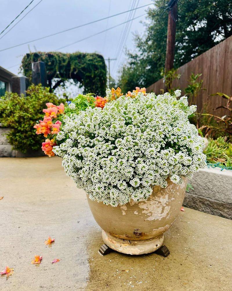 Sweet Alyssum Spills With Honey Scent