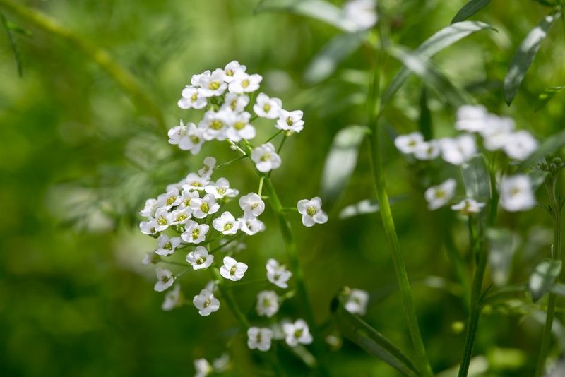 Sweet Alyssum Sweet Alyssum