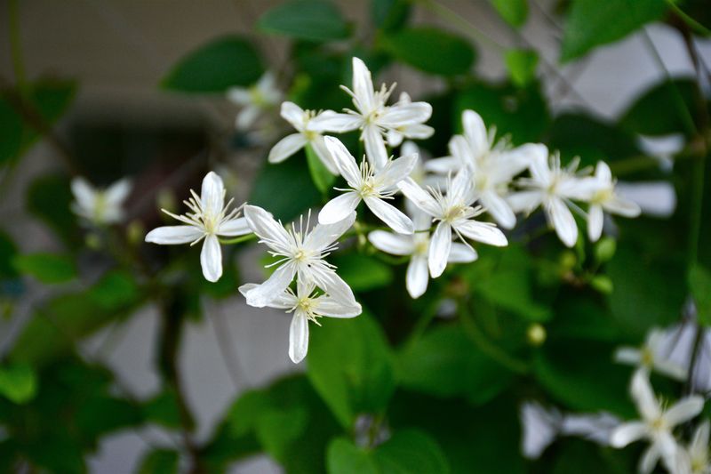 Sweet Autumn Clematis Sweet Autumn Clematis