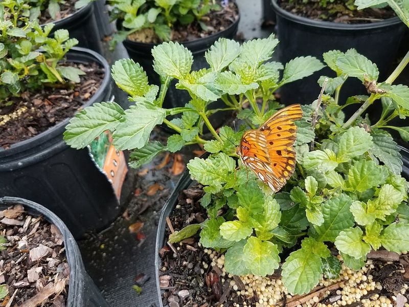 Sweet Bay Nursery In Parrish Specializes In Butterfly And Wildlife Plants Sweet Bay Nursery In Parrish Specializes In Butterfly And Wildlife Plants