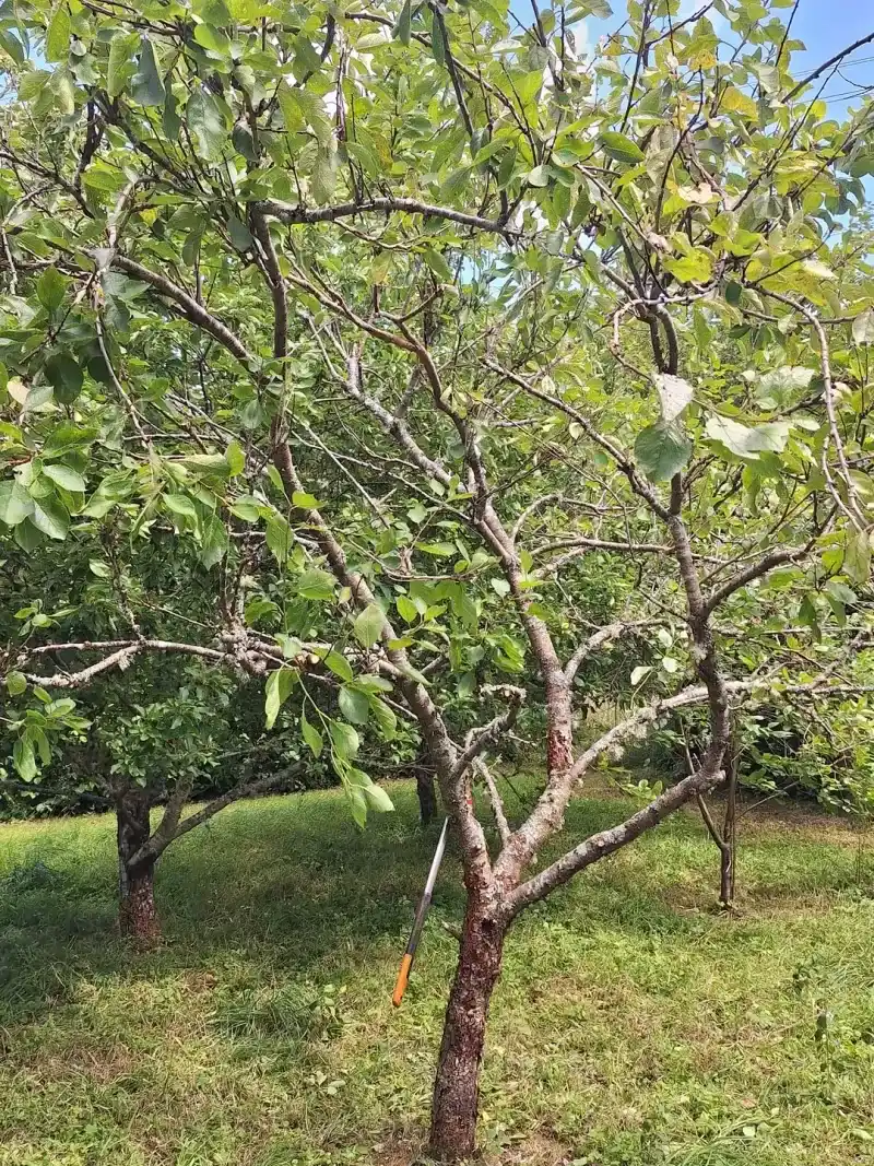 Sweet Cherries Need Size Control After Harvest