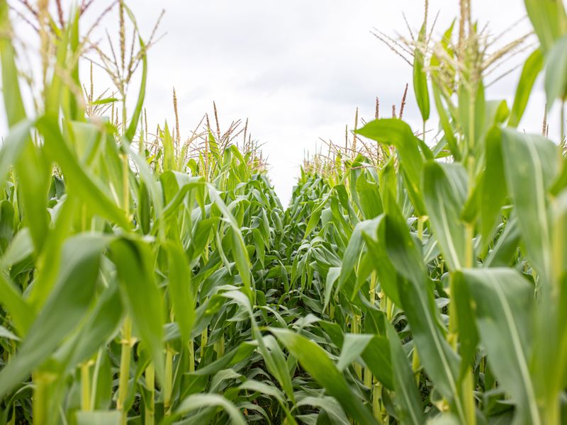 Sweet Corn