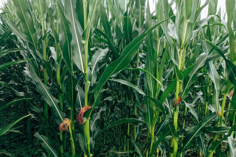 Sweet Corn Sweet Corn
