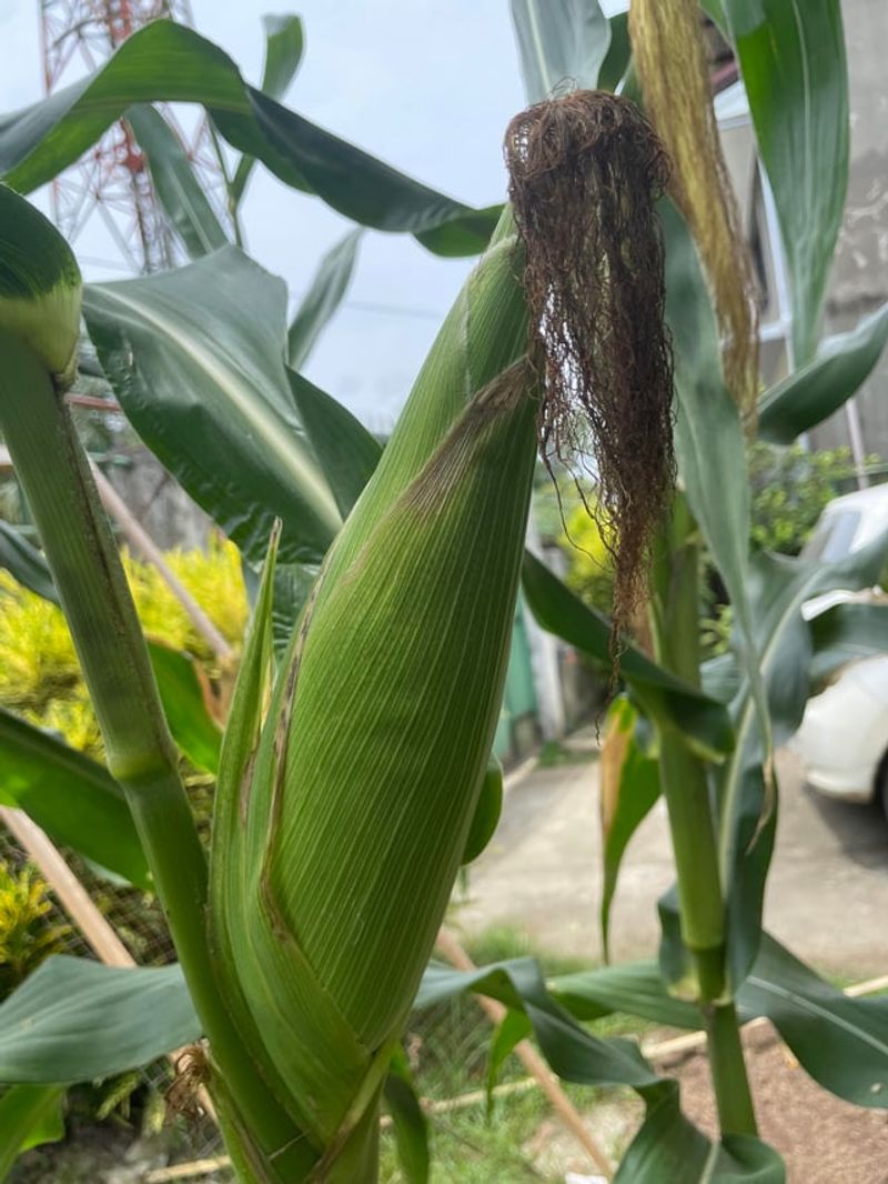 Sweet Corn Ears