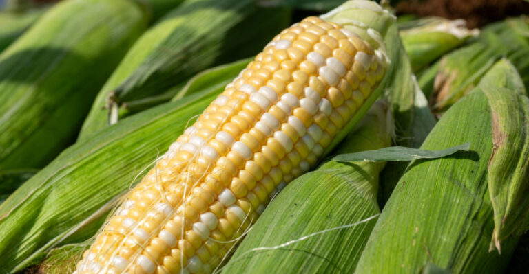 Sweet Corn Home Gardeners Across Illinois Reveal 8 Reasons For A Decade-Best Harvest