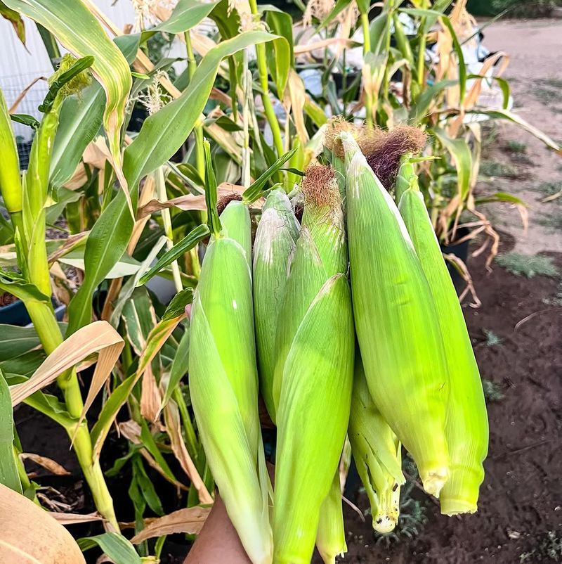Sweet Corn Is Ready For Another Planting
