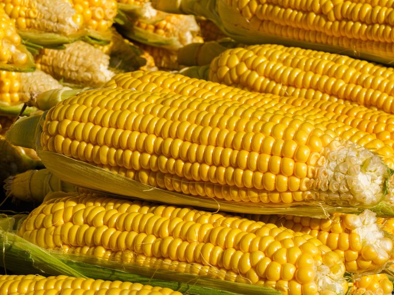 Sweet Corn Sweet Corn