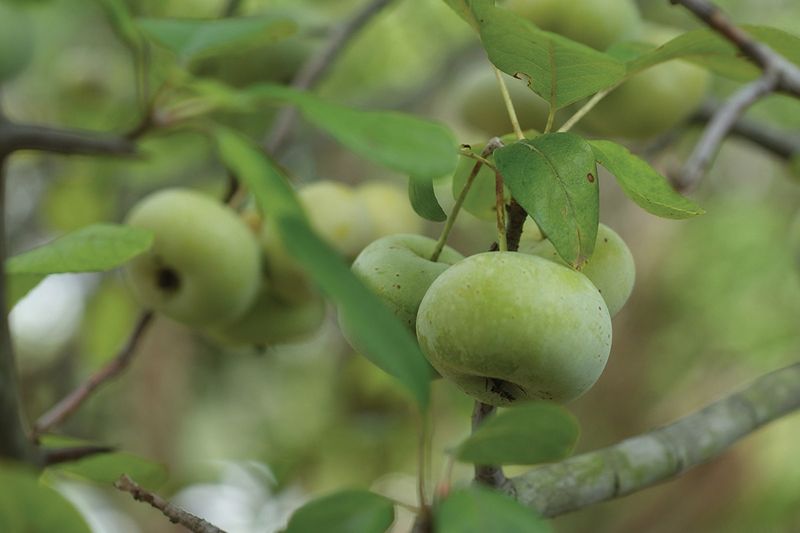 Sweet Crabapple Sweet Crabapple