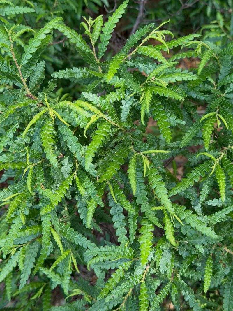 Sweet Fern Sweet Fern