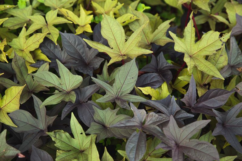 Sweet Potato Vine