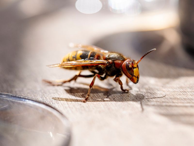 Sweet Spills Can Still Draw Hornets