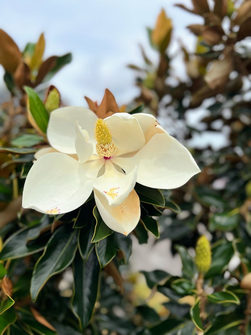 Sweetbay Magnolia 