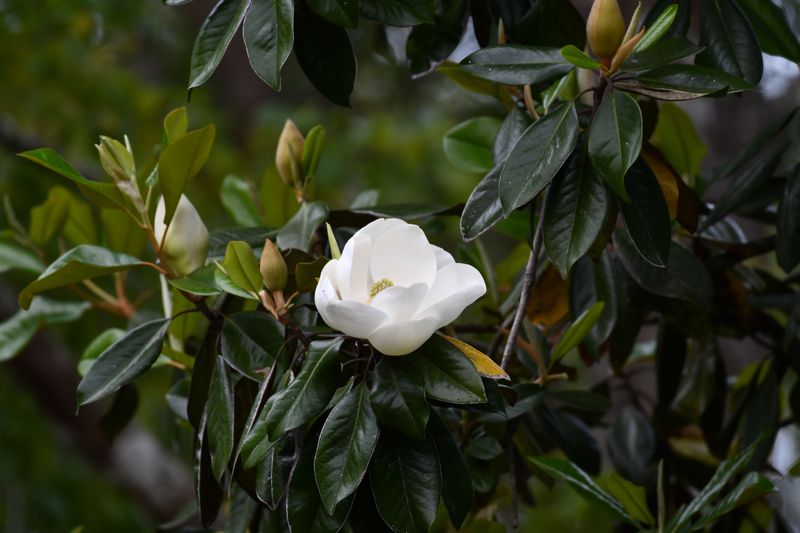 Sweetbay Magnolia