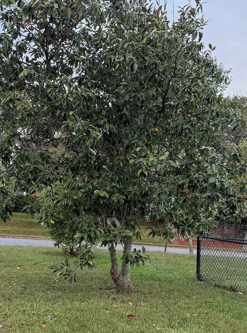 Sweetbay Magnolia Sweetbay Magnolia