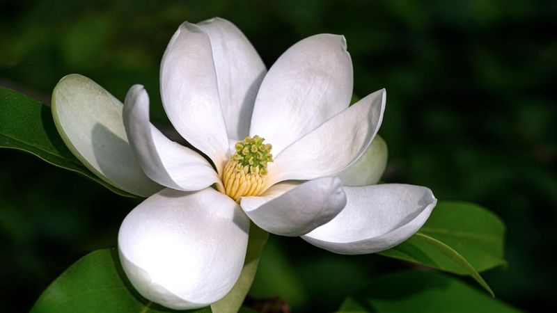 Sweetbay Magnolia Adds Fragrant White Flowers Sweetbay Magnolia Adds Fragrant White Flowers