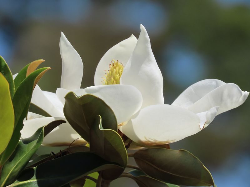 Sweetbay Magnolia