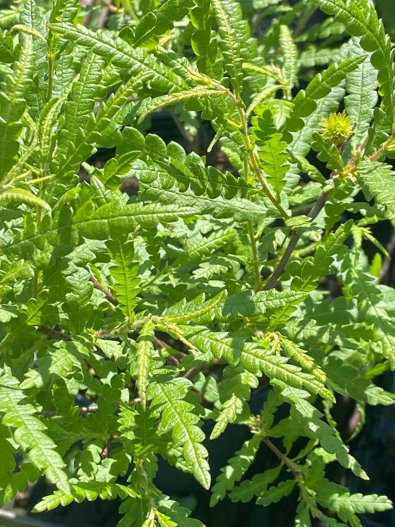 Sweetfern 