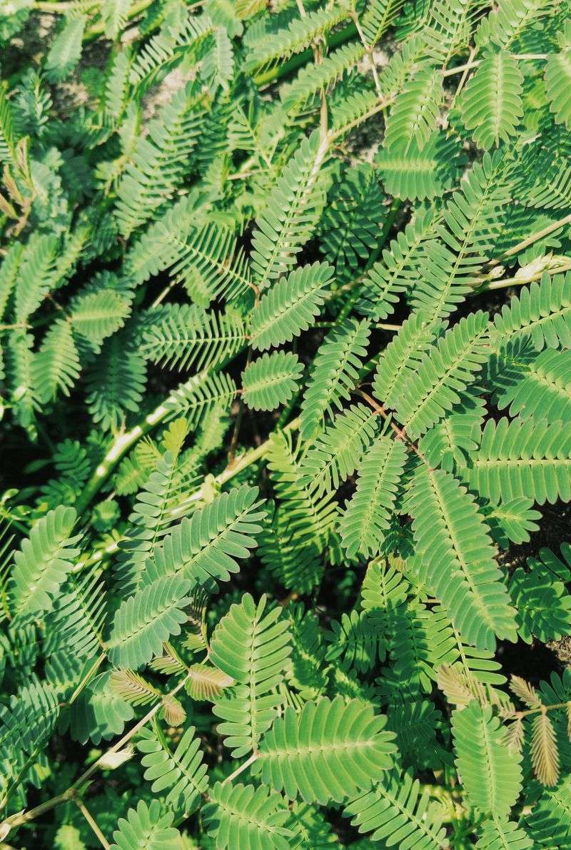 Sweetfern Sweetfern