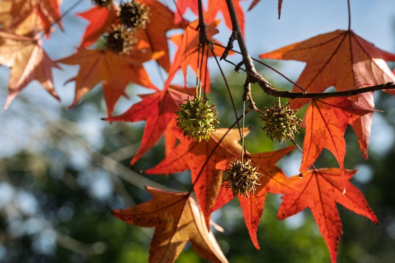 Sweetgum