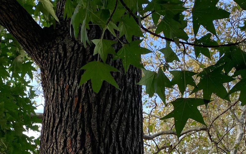 Sweetgum Is The Tree Luna Moths Need Most Sweetgum Is The Tree Luna Moths Need Most