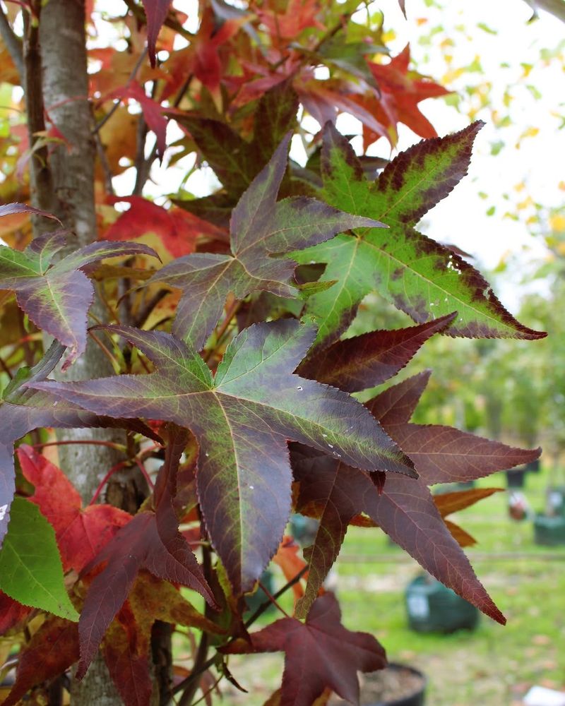 Sweetgum Sweetgum