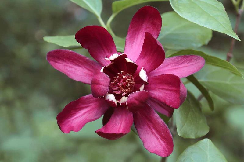 Sweetshrub (Carolina Allspice) Sweetshrub (Carolina Allspice)