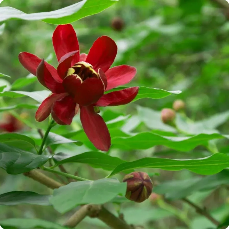 Sweetshrub Hides A Fruity Perfume By The Door Sweetshrub Hides A Fruity Perfume By The Door