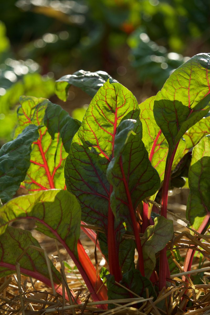 Swiss Chard Swiss Chard