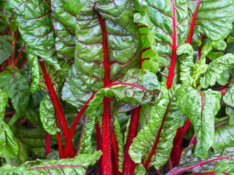 Swiss Chard Brings Color to a Gray Season