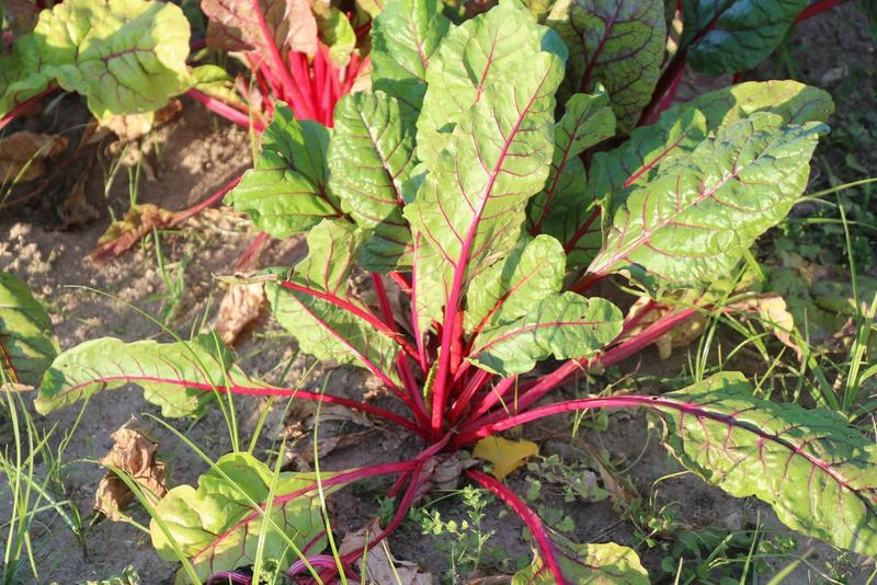 Swiss Chard Can Continue Producing Into Fall