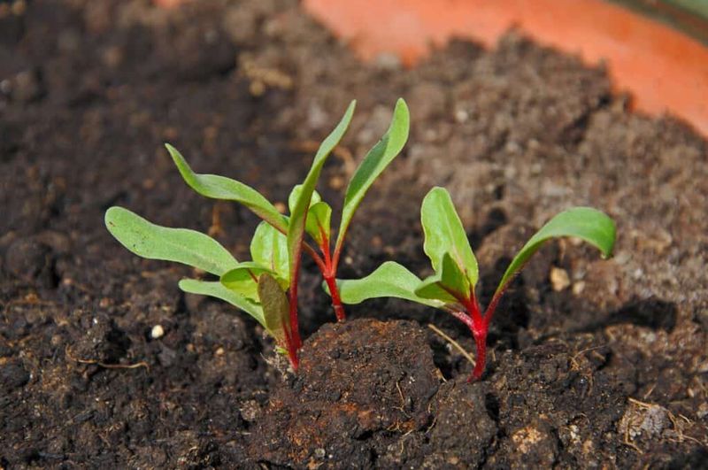 Swiss Chard Handles Heat Better Than Spinach