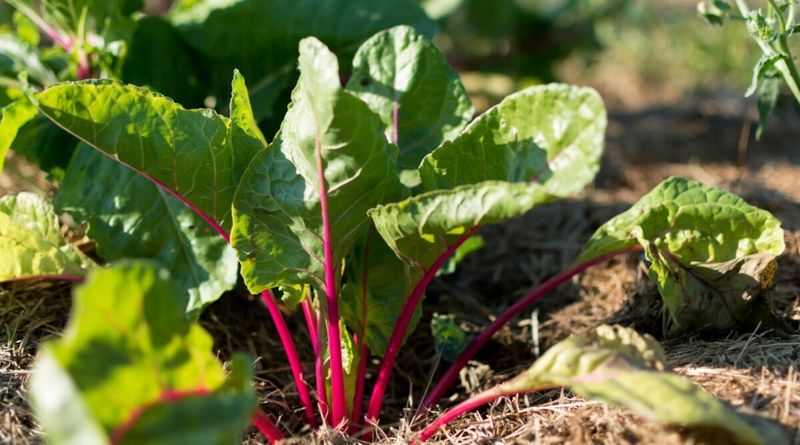 Swiss Chard Handles Summer Starts Better Swiss Chard Handles Summer Starts Better