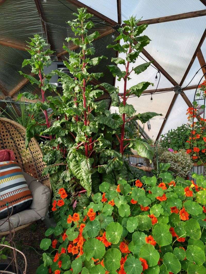 Swiss Chard Needs A Break