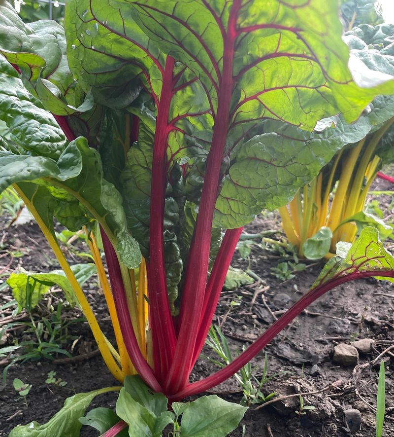 Swiss Chard Recovers Quickly After Harvesting