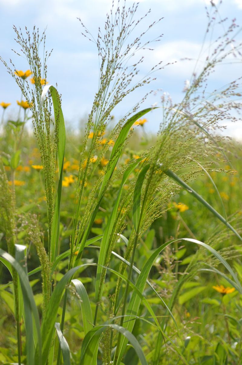 Switchgrass Switchgrass