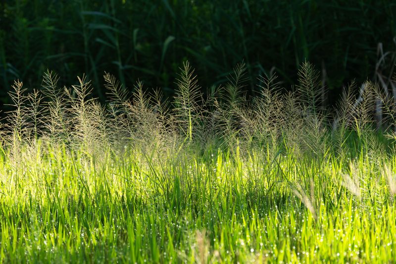 Switchgrass Switchgrass