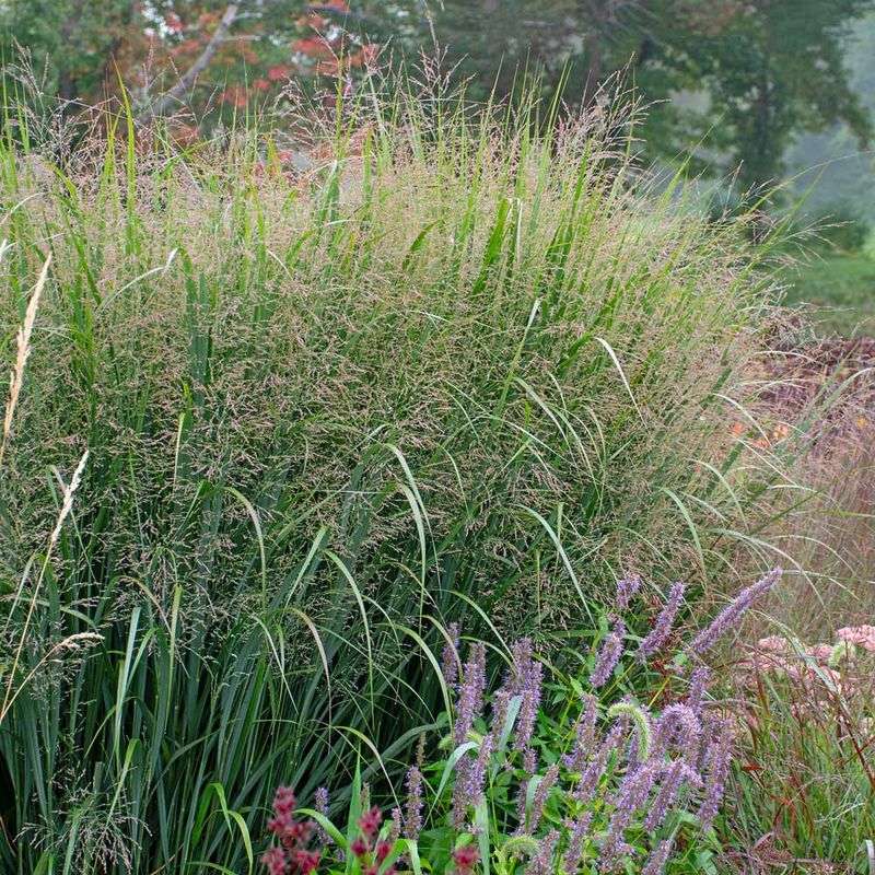 Switchgrass Adds Upright Form And Seasonal Interest Switchgrass Adds Upright Form And Seasonal Interest