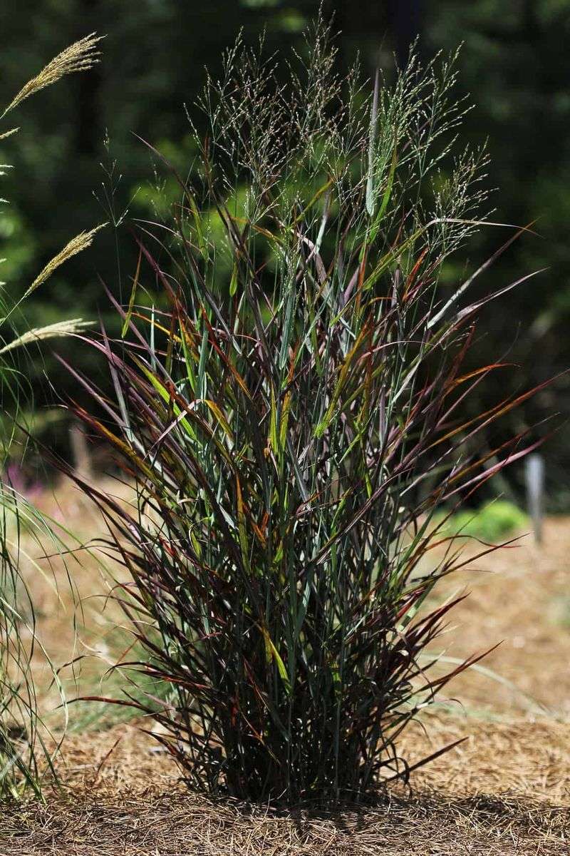 Switchgrass Gives Cardinals Cover And Seed Switchgrass Gives Cardinals Cover And Seed