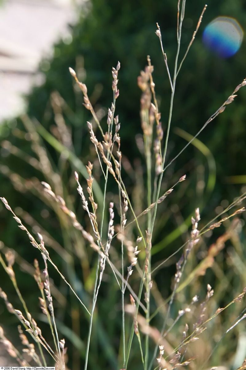 Switchgrass (Panicum Virgatum) Switchgrass (Panicum Virgatum)